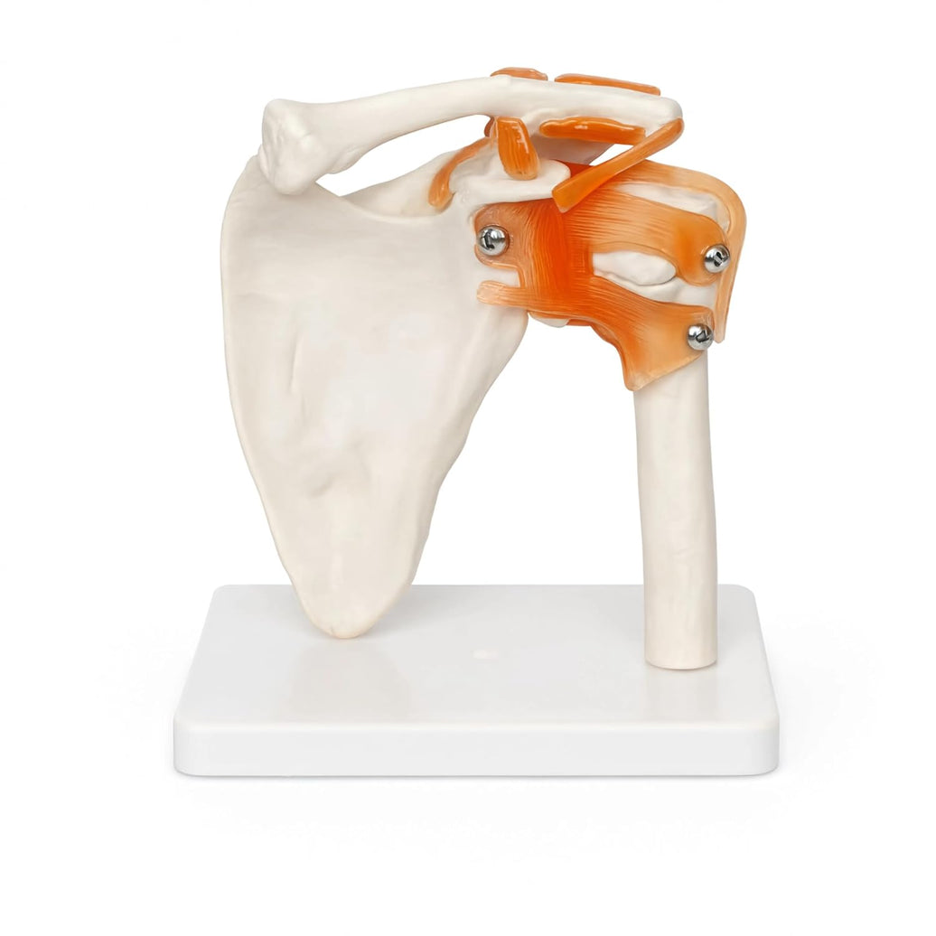 Life-Size Shoulder Joint Model