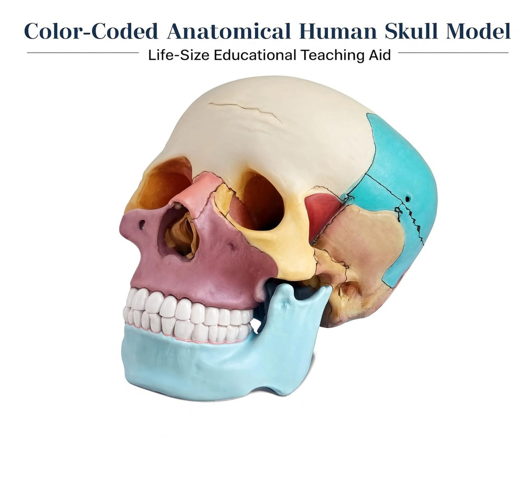 Life-Size Skull with Colored Bones | Anatomical Human Skull Model for Medical Education