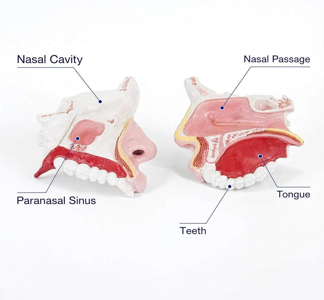 Nasal Cavity Model