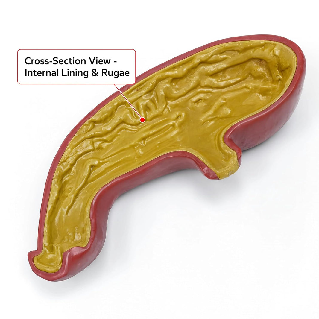 Human Stomach Model