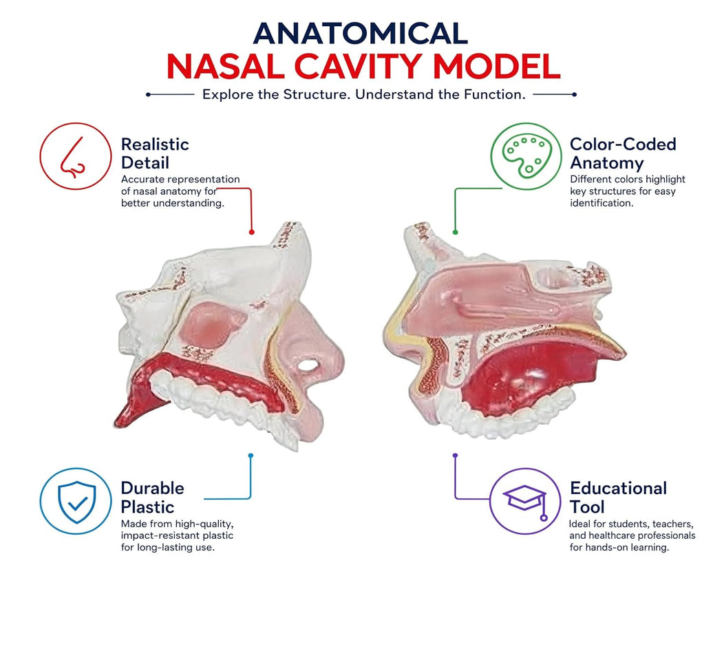 Nasal Cavity Model