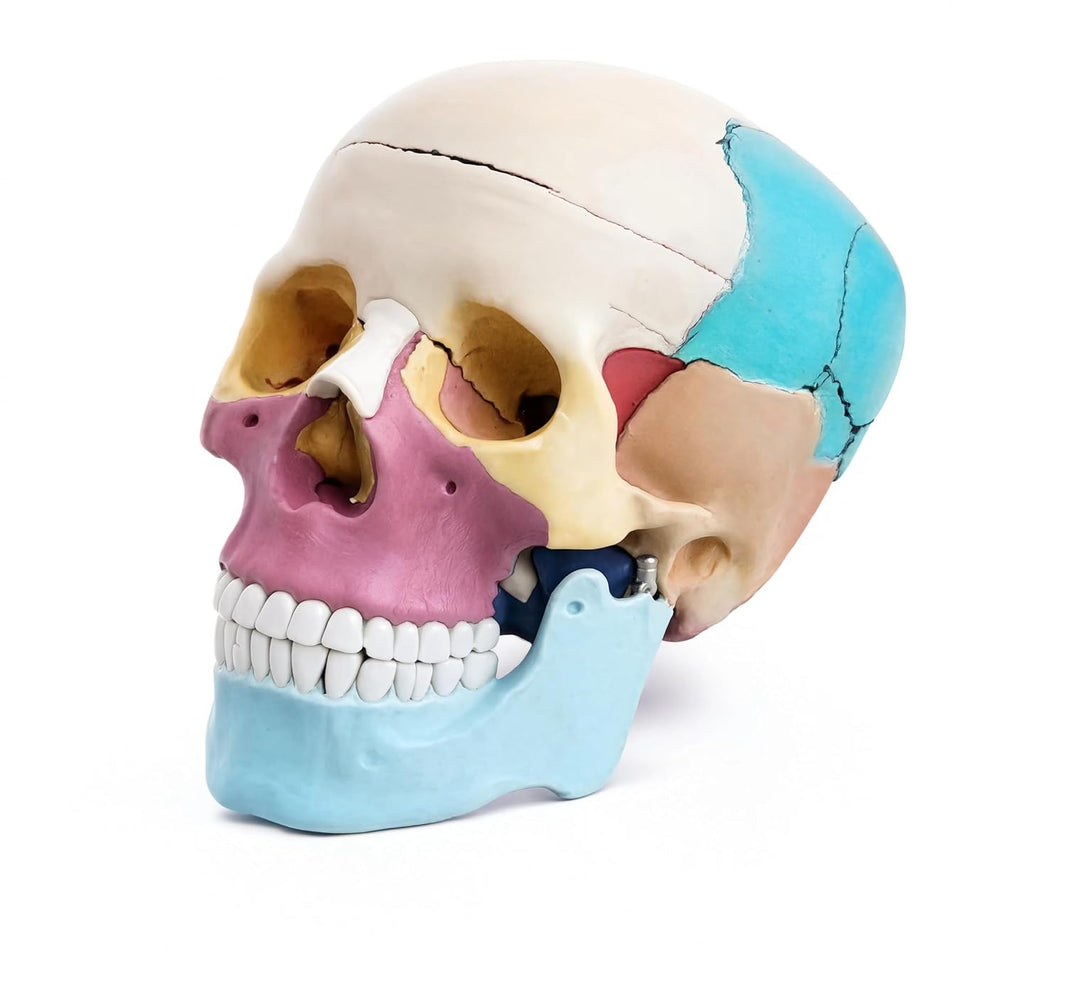 Life-Size Skull with Colored Bones | Anatomical Human Skull Model for Medical Education