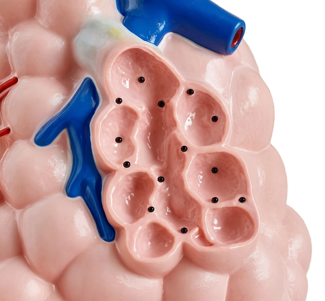Magnified Pulmonary Alveoli Model