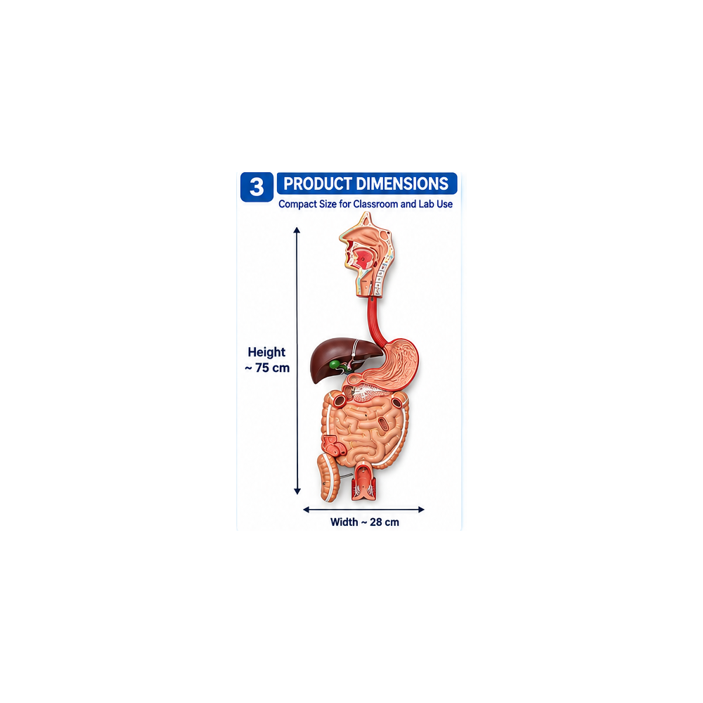 Human Digestive System Model