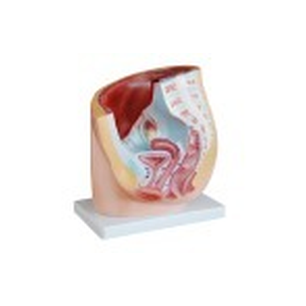 Human Female Pelvis Section Model (1 Part)