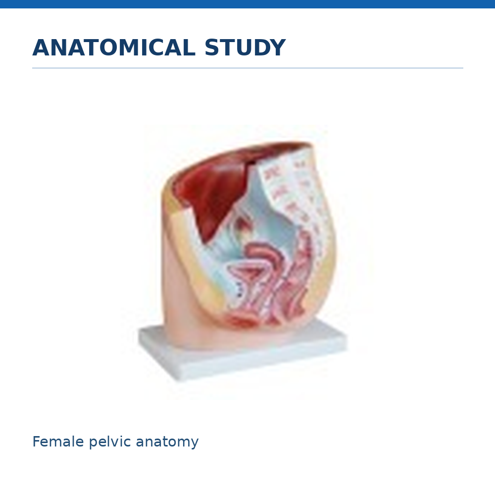 Human Female Pelvis Section Model (1 Part)