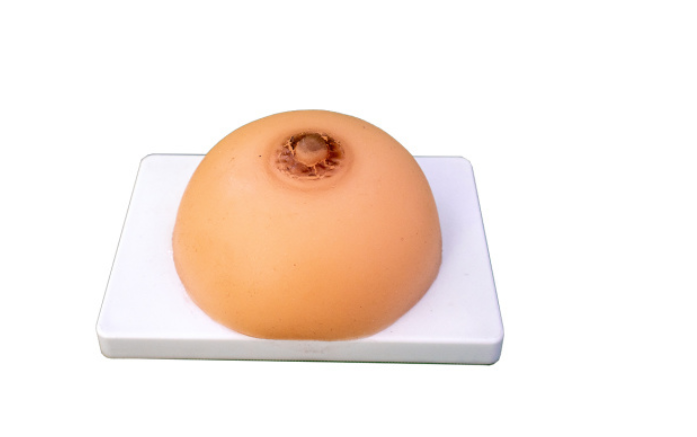 Lactation Training Model