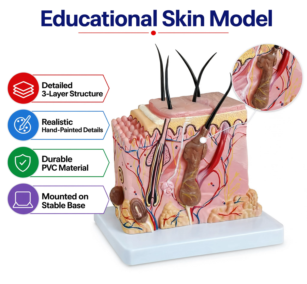 Human Skin Block Model