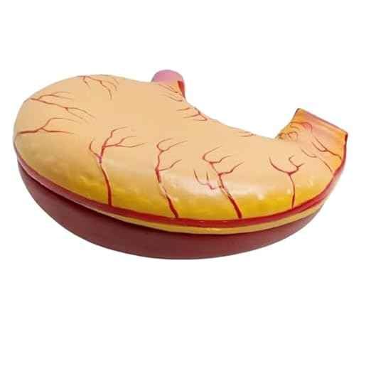 Human Stomach Model