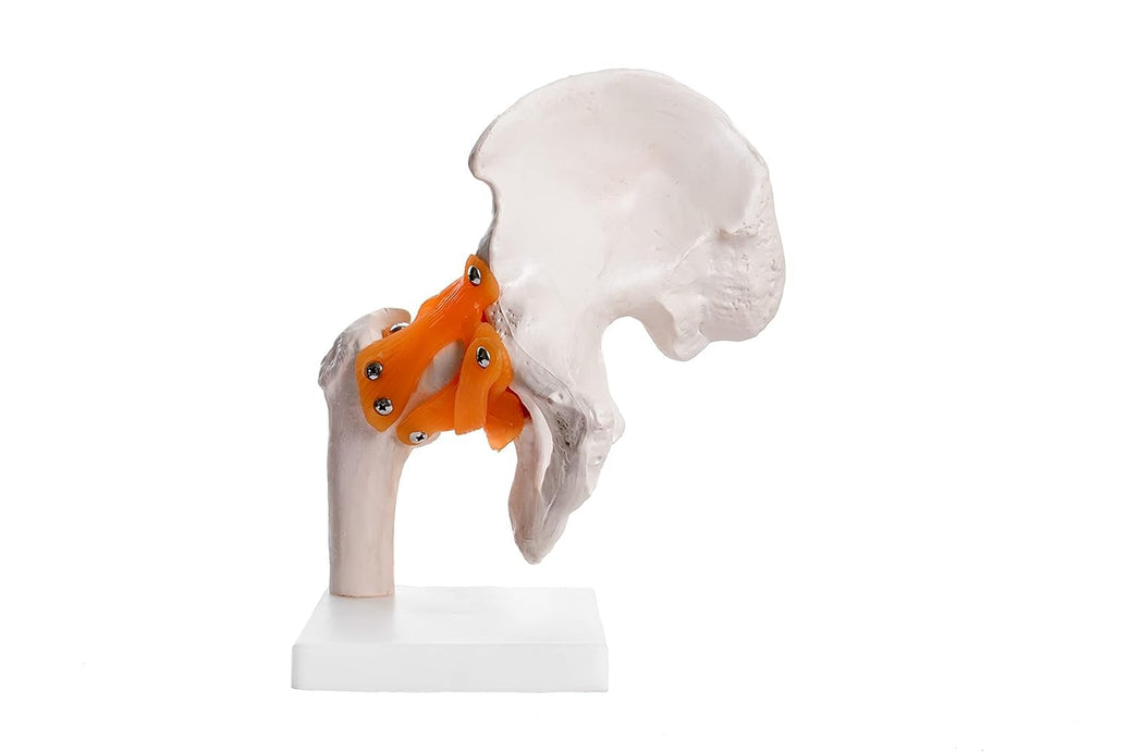 Life-Size Hip Joint Model