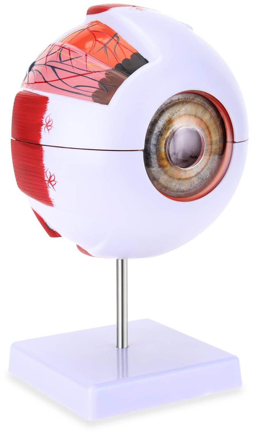 Giant Human Eye Model
