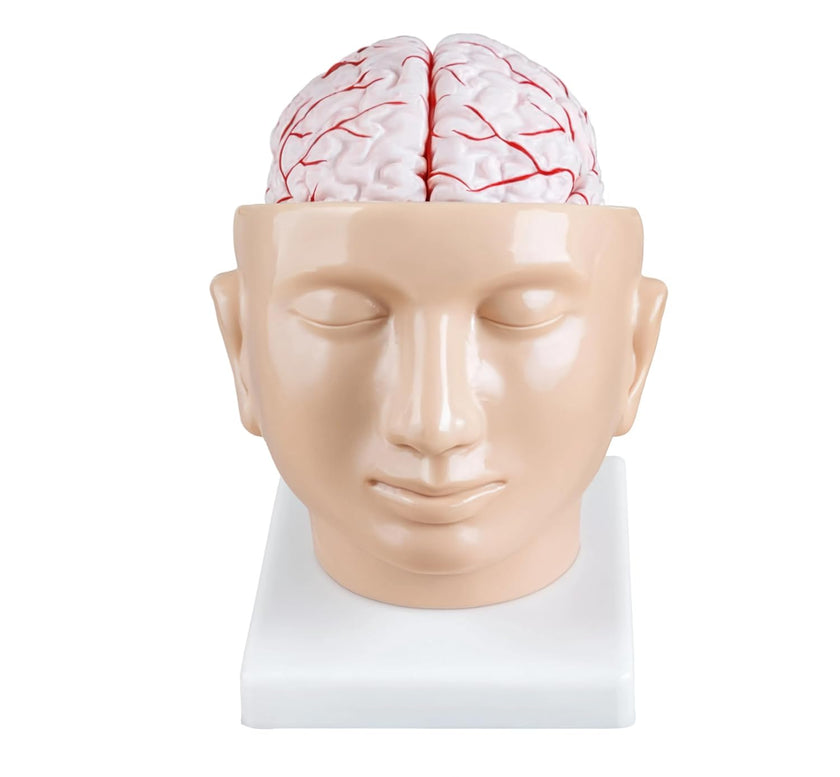 Human Brain with Arteries on Head Model