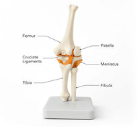 Life-Size Elbow Joint Model