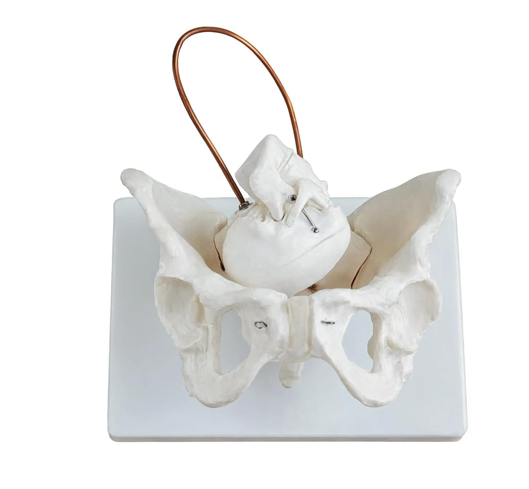 Birth Demonstration Model