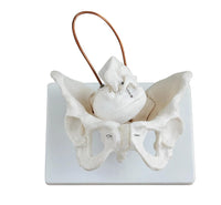 Birth Demonstration Model