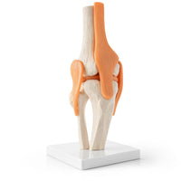 Life-Size Knee Joint Model