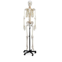 Life-Size Human Skeleton Model 180CM Tall