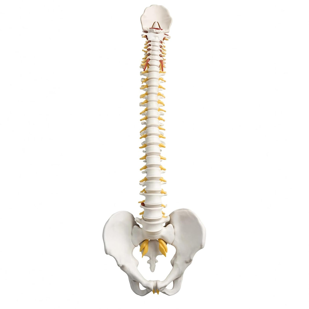Life-Size Vertebral Column with Pelvis