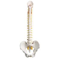 Life-Size Vertebral Column with Pelvis