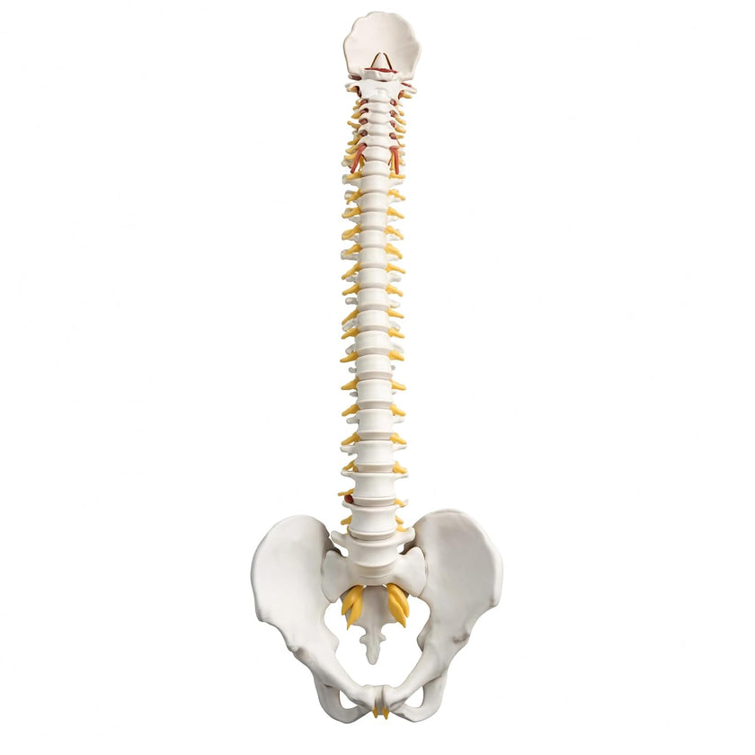 Life-Size Vertebral Column with Pelvis