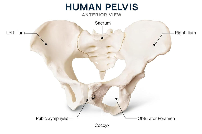 Adult Female Pelvis Model