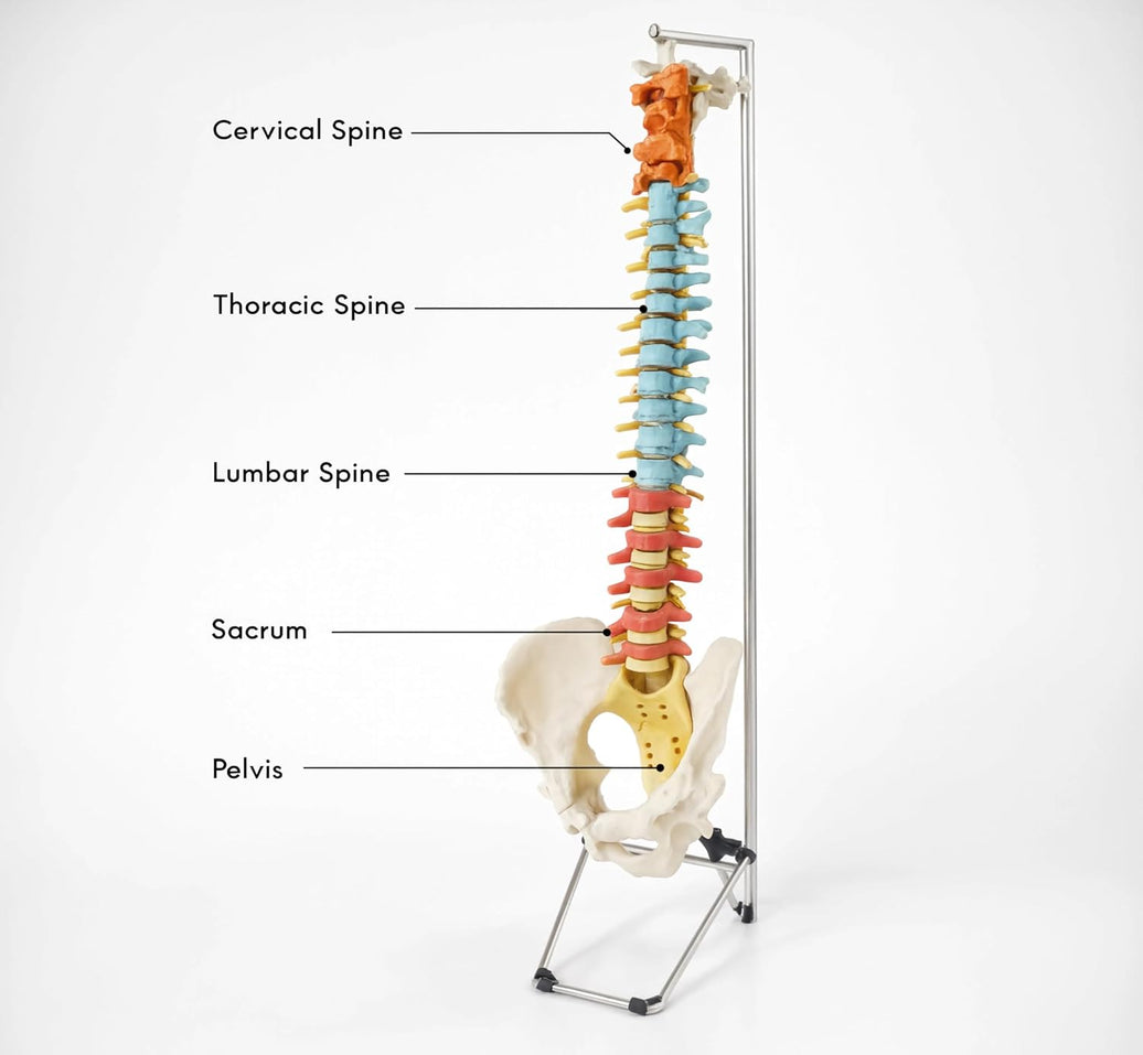 Didactic Vertebral Column with Pelvis