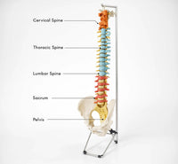 Didactic Vertebral Column with Pelvis