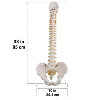 Life-Size Vertebral Column with Pelvis