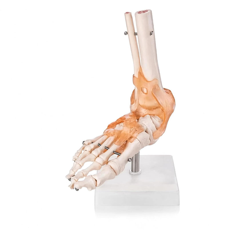 Life-Size Foot Joint with Ligaments Model