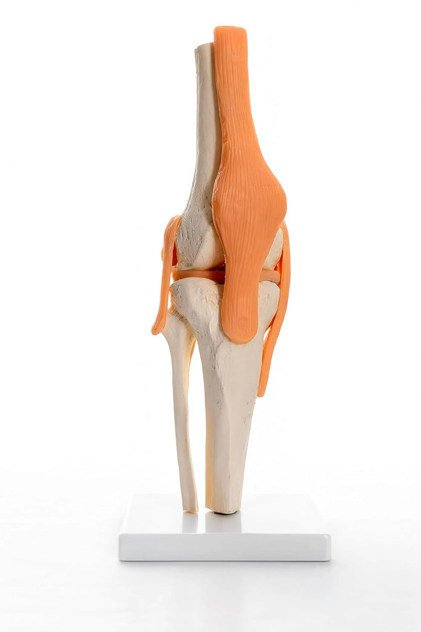 Life-Size Knee Joint Model