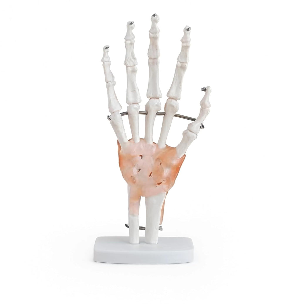 Life-Size Hand Joint with Ligaments Model