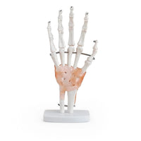 Life-Size Hand Joint with Ligaments Model
