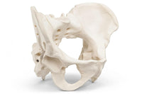 Adult Female Pelvis Model