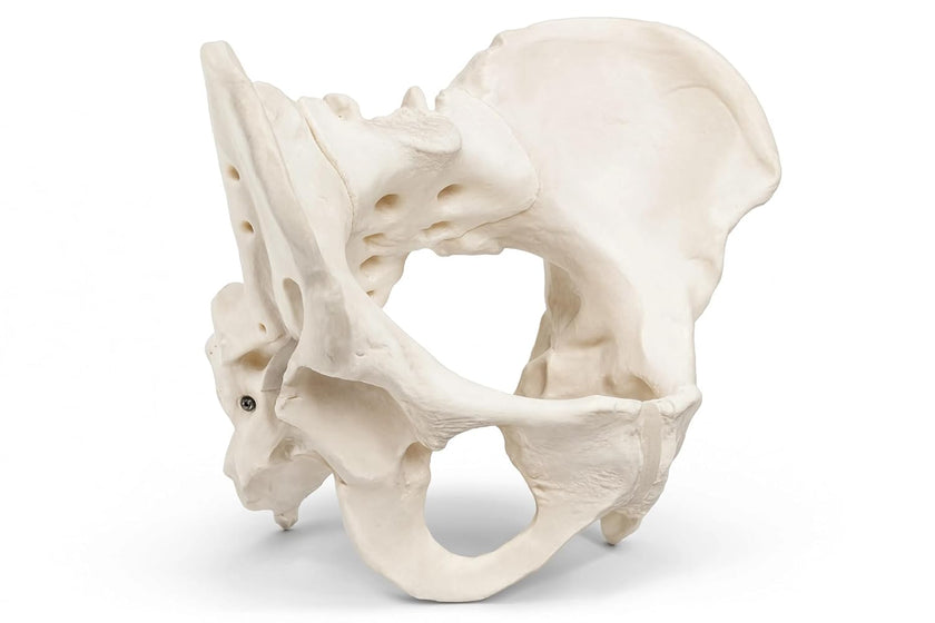 Adult Female Pelvis Model