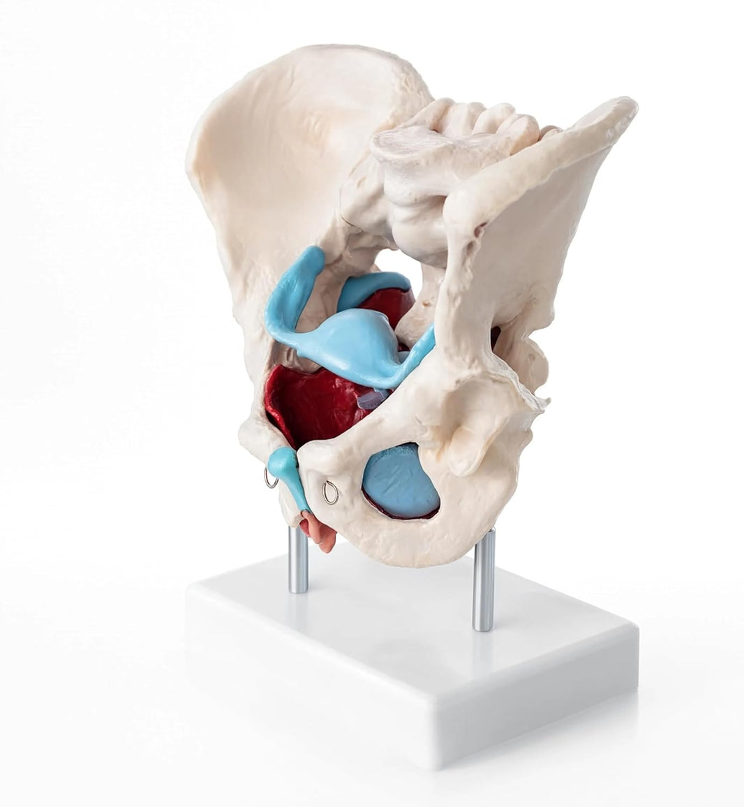 Female Pelvic Muscles and Organs Model
