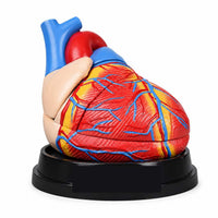 Jumbo Human Heart Model