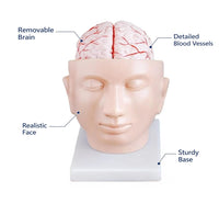 Human Brain with Arteries on Head Model