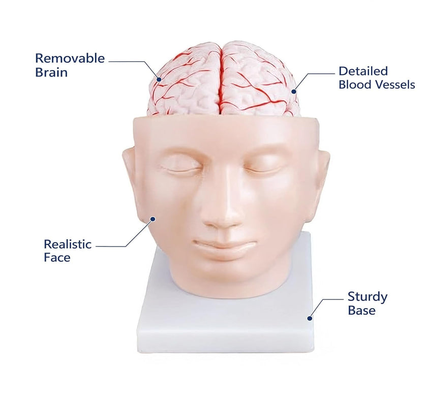 Human Brain with Arteries on Head Model