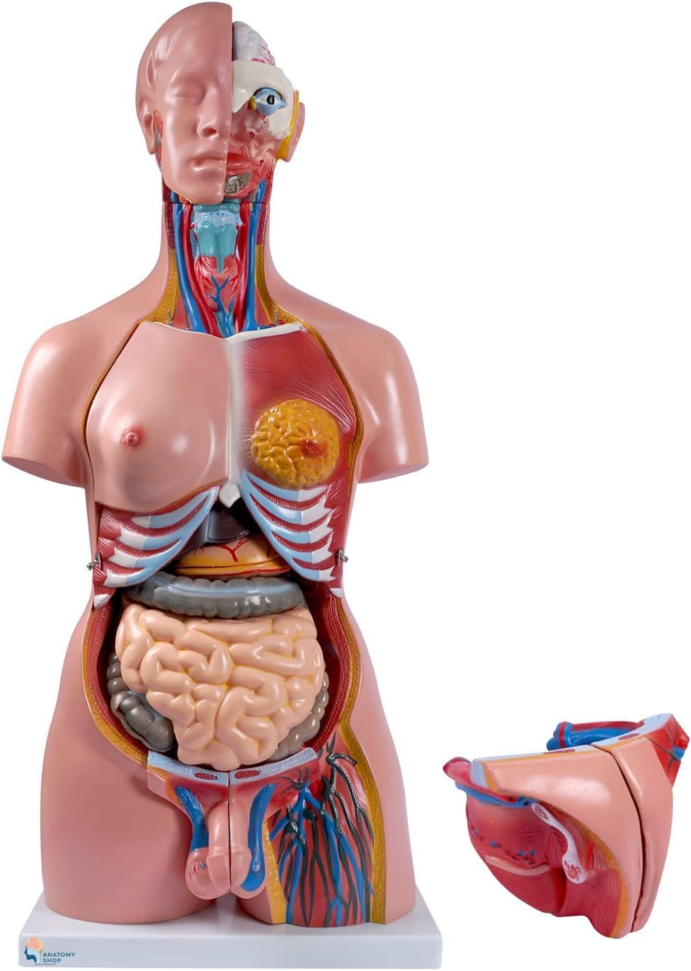 85CM Unisex Human Torso Model – 23-Part