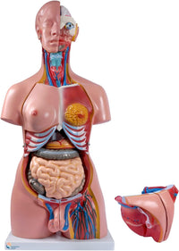 85CM Unisex Human Torso Model – 23-Part