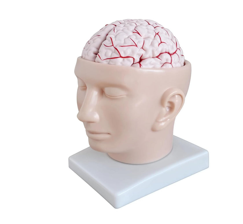 Human Brain with Arteries on Head Model