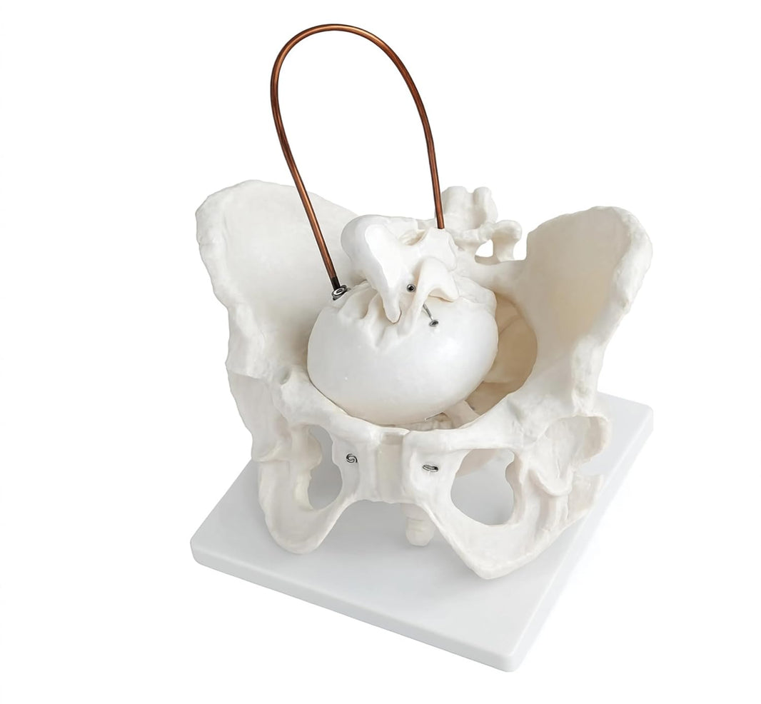 Birth Demonstration Model