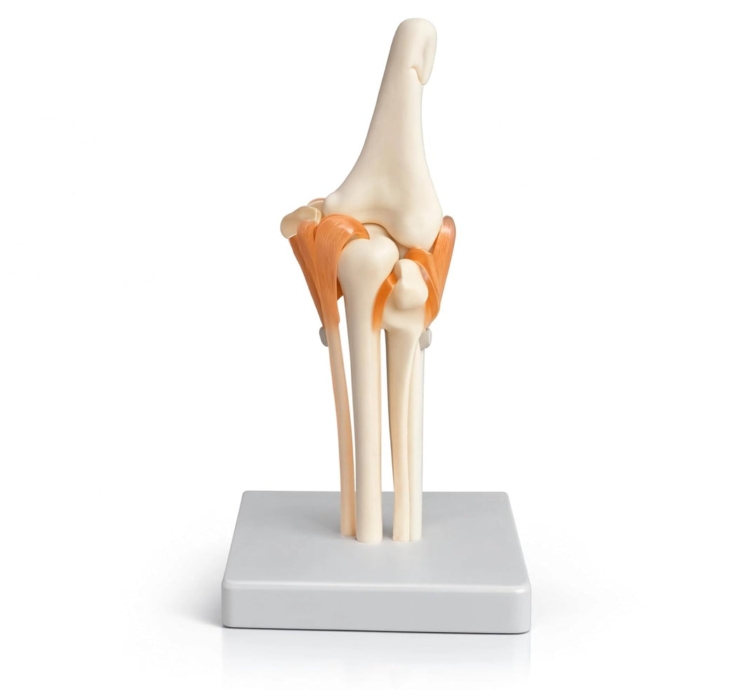 Life-Size Elbow Joint Model