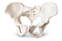 Adult Male Pelvis Model