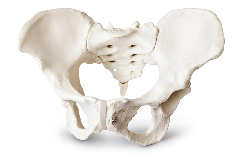 Adult Male Pelvis Model