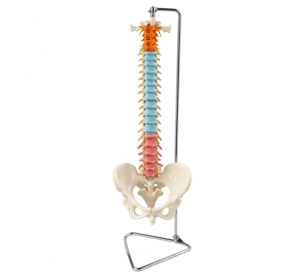 Didactic Vertebral Column with Pelvis