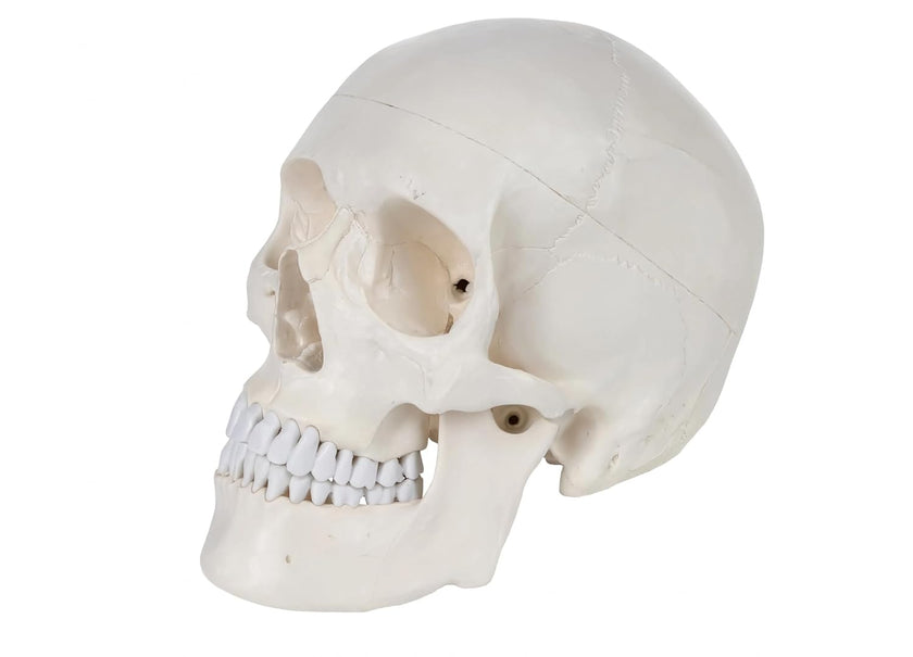 Life-Size Human Skull Model | Anatomical Skull Model for Medical Education