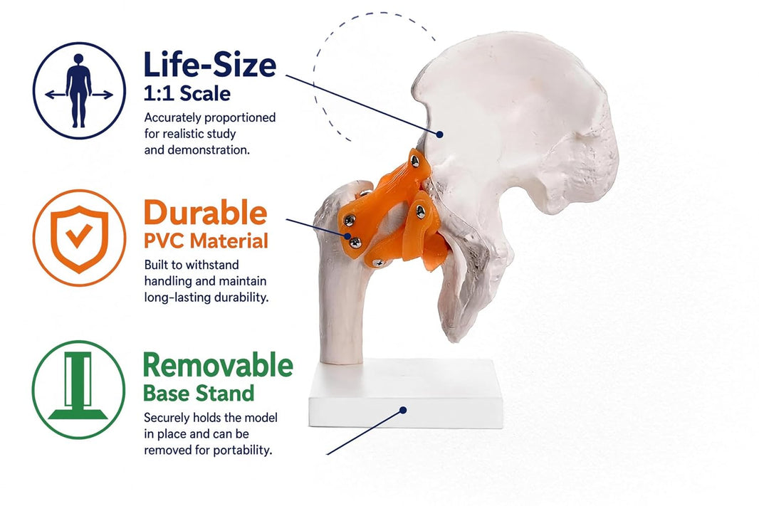 Life-Size Hip Joint Model