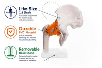 Life-Size Hip Joint Model