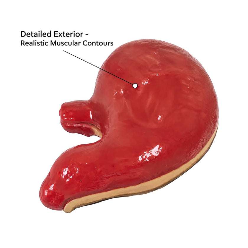 Human Stomach Model